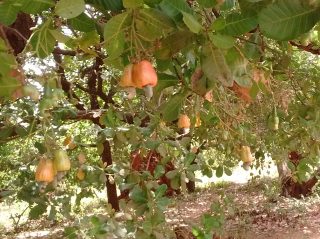 Cashew Baum 1