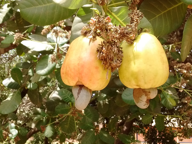 Cashew einzeln 2